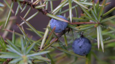 Doğal ortamda yaygın ardıç (Juniperus communis)