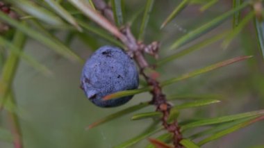 Doğal ortamda yaygın ardıç (Juniperus communis)