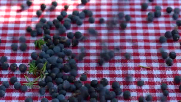 Vallende Jeneverbesvruchten Tafel Juniperus Communis — Stockvideo