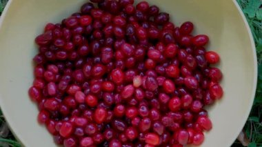 Bir kase içinde Avrupa Cornel meyveleri toplamak (Cornus mas)