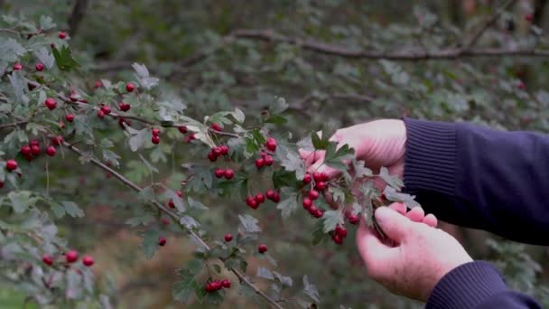 Ripe Hawthorn Natural Environment Crataegus Monogyna — Stock Video