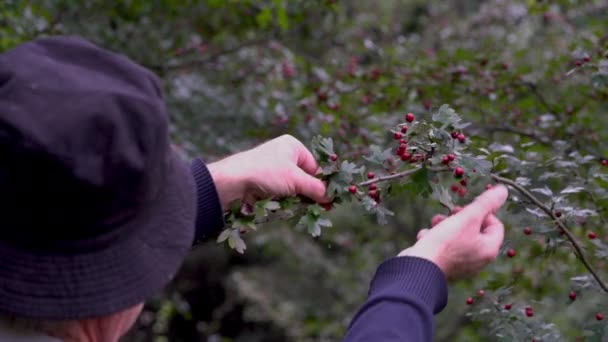 Ripe Hawthorn Natural Environment Crataegus Monogyna — Stock Video