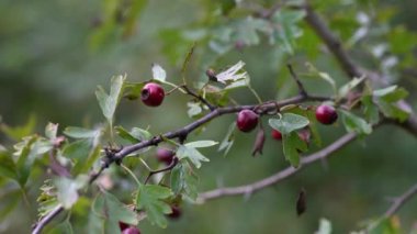 Doğal ortamda olgun Hawthorn (Crataegus monogyna)