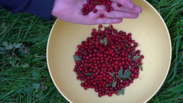 Μαζεύοντας Φρούτα Hawthorn Ένα Μπολ Crataegus Monogyna — Αρχείο Βίντεο
