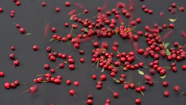 Caindo Hawthorn Frutas Mesa Crataegus Monogyna — Vídeo de Stock