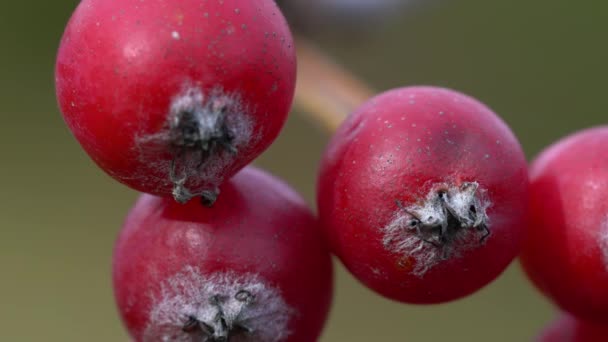 Λευκή Ακτίνα Ελαφρύ Αεράκι Sorbus Aria — Αρχείο Βίντεο