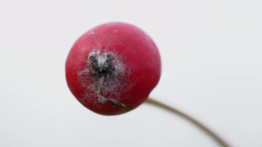 Hafif bir esintide Whitebeam (Sorbus aryası)