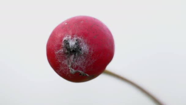 Whitebeam Lätt Bris Sorbus Aria — Stockvideo