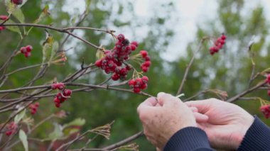 Hafif bir esintide Whitebeam (Sorbus aryası)