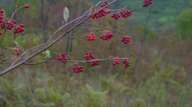 Olgun Whitebeam toplamak vahşi (Sorbus aria)