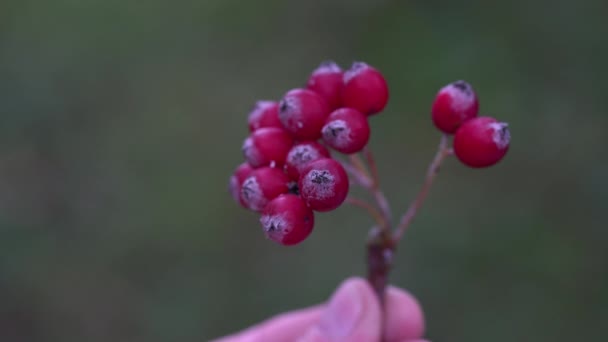Picking Ripe Whitebeam Wild Sorbus Aria — Stock Video