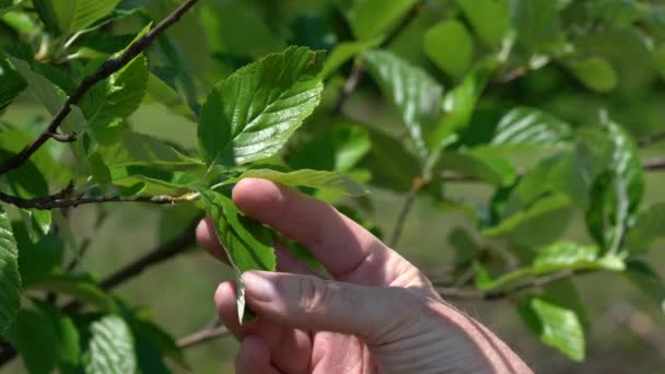 Φύλλα Της Λευκοδέσμης Στην Άγρια Φύση Sorbus Aria — Αρχείο Βίντεο