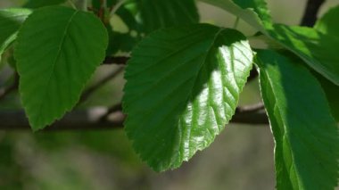 (Sorbus aria) Beyaz Sakal 'ın yukarısında doğada yaprak belirişi)