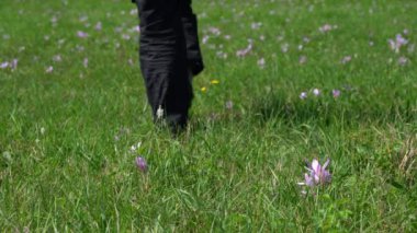 İnsan zehirli sonbahar Crocus (Colchium Autumnale) tarlasından geçer)