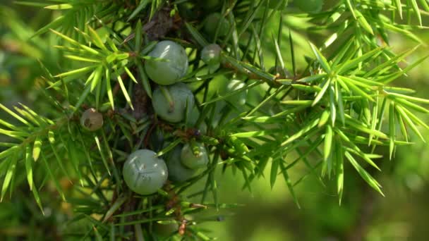 Omogen Enbär Lätt Bris Juniperus Communis — Stockvideo