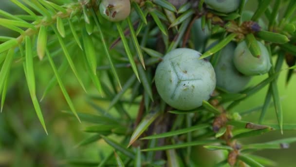 Unreifer Wacholder Leichter Brise Juniperus Communis — Stockvideo