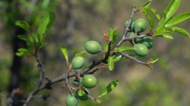 Hafif esintide olgunlaşmamış Blackthorn (Prunus spinosa)