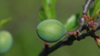 Hafif esintide olgunlaşmamış Blackthorn (Prunus spinosa)