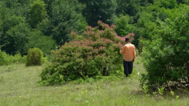 Çiçekli Duman Ağacı 'nı (Cotinus coggygria) izleyen adam)