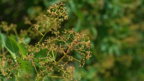 Arbusto Floreciente Del Árbol Del Humo Cotinus Coggygria — Vídeos de Stock