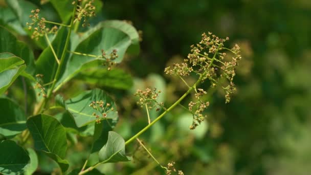 Arbusto Floreciente Del Árbol Del Humo Cotinus Coggygria — Vídeo de stock