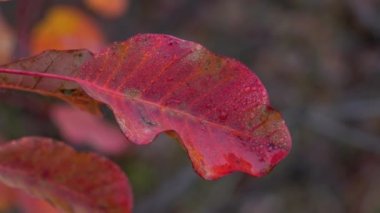Çiçekli Duman Ağacı (Cotinus coggygria))