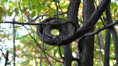 Nadir rastlanan bir ahşap türü.