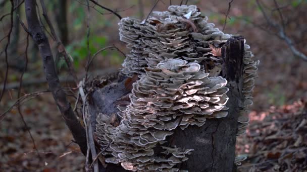 Mushrooms Extinct Stump Circle Life — Stock Video