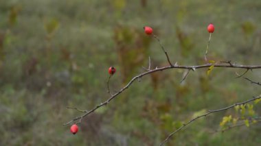 Doğal ortamda Vahşi Gül Kalçası Seçmek