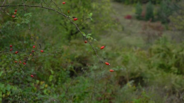 Cueillette Cynorrhodon Sauvage Milieu Naturel — Video