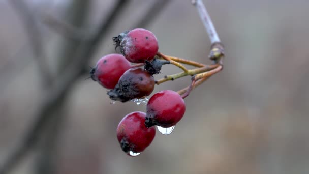 Viga Blanca Otoño Con Gotas Brisa Sorbus Aria — Vídeos de Stock