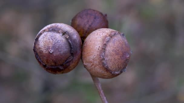 Roble Gall Causado Por Avispa Gall Andricus Quercustozae — Vídeo de stock