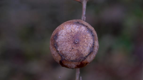 Oak Gall Yaban Arısı Andricus Quercustozae — Stok video