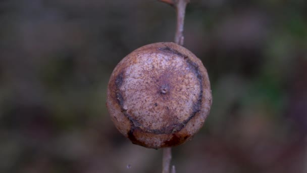 Roble Gall Causado Por Avispa Gall Andricus Quercustozae — Vídeo de stock