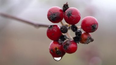 Sonbaharda, esintide damlalarla (Sorbus aria)