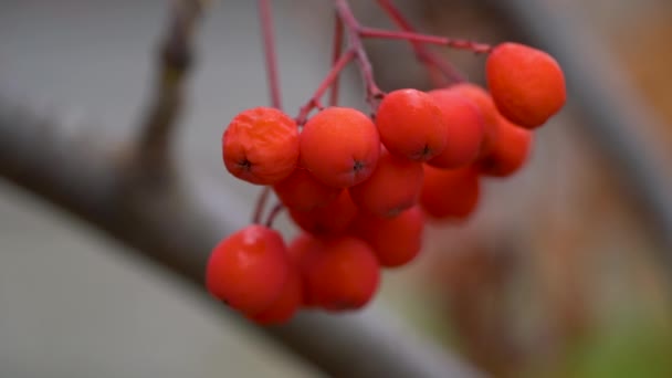 Dojrzałe Owoce Rowan Jesiennym Otoczeniu Sorbus Aucuparia — Wideo stockowe