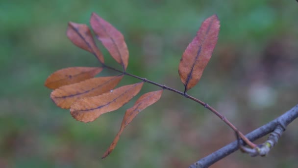 Rowan Branch Autumn Leaves Slight Breeze Sorbus Aucuparia — Stock Video