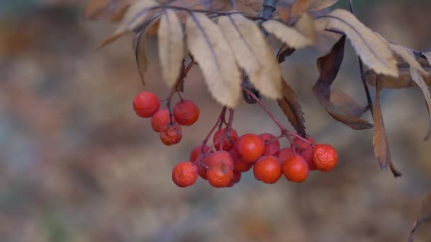 Ripe Rowan Фрукти Осінньому Навколишньому Середовищі Sorbus Aucuparia — стокове відео