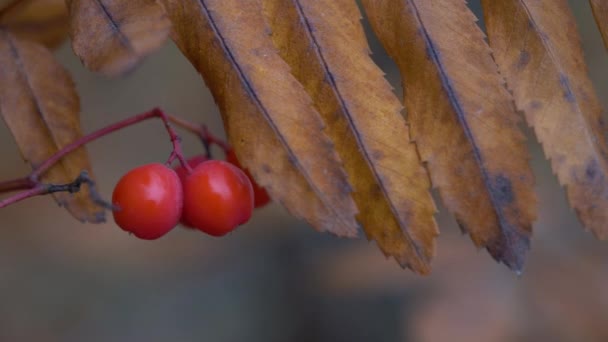 Sonbahar Ortamında Olgun Rowan Meyveleri Sorbus Aucuparia — Stok video