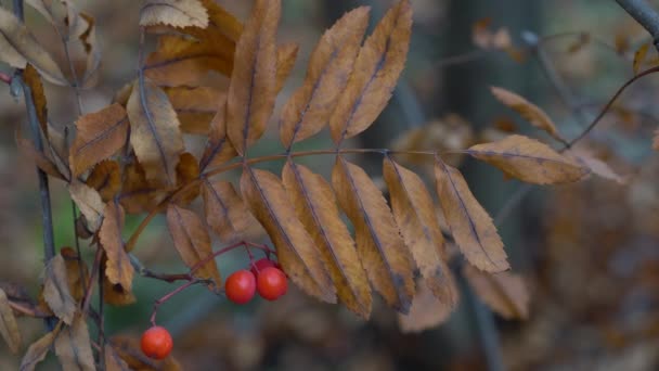 Sonbahar Ortamında Olgun Rowan Meyveleri Sorbus Aucuparia — Stok video