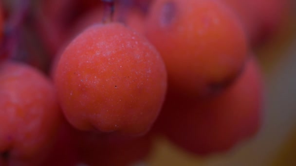 Frutos Rowan Maduros Ambiente Outono Sorbus Aucuparia — Vídeo de Stock