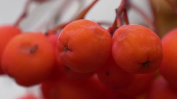 Ripe Rowan Фрукти Осінньому Навколишньому Середовищі Sorbus Aucuparia — стокове відео