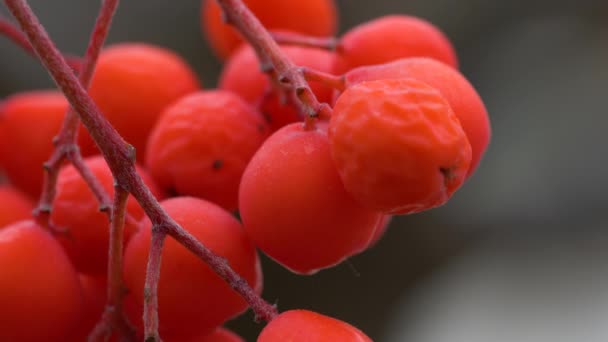 Ripe Rowan Фрукти Осінньому Навколишньому Середовищі Sorbus Aucuparia — стокове відео