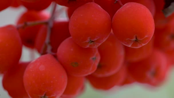 Ripe Rowan Fruits Autumn Ambient Sorbus Aucuparia — Stock Video