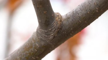 Sonbaharda genç olgun Rowan dalının nazikçe kabuğu (Sorbus aucuparia)