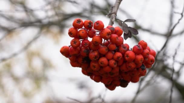 Recoger Frutos Maduros Rowan Ambiente Otoñal Sorbus Aucuparia — Vídeo de stock