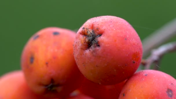 Ripe Rowan Фрукти Осінньому Навколишньому Середовищі Sorbus Aucuparia — стокове відео