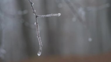 Donmuş tomurcuklar hafif bir esintide dal üzerinde