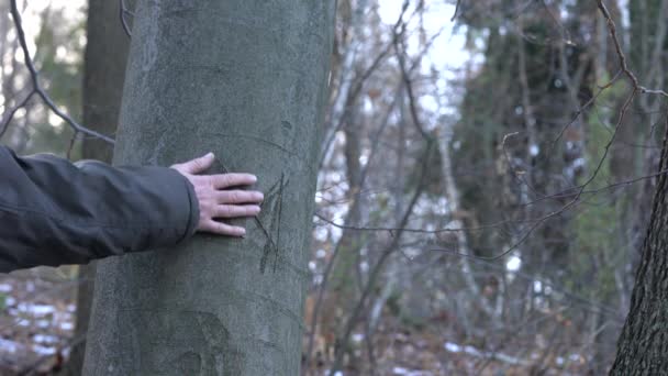 Gegraveerde Markering Beukenboom — Stockvideo