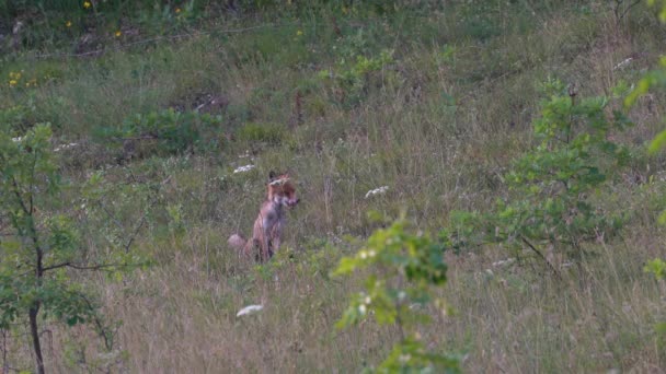 Czerwony Lis Środowisku Naturalnym Vulpes Vulpes — Wideo stockowe